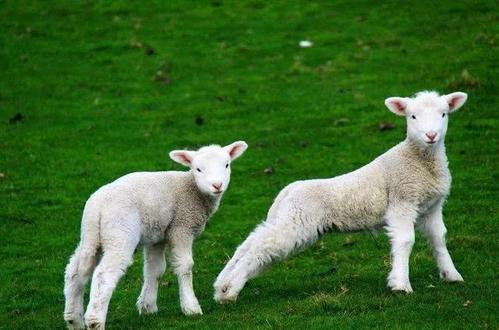 如何判斷羊奶粉的品質(zhì)好壞？