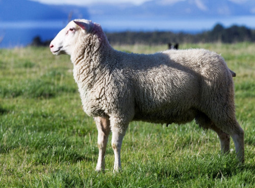 孝當(dāng)先羊奶粉這個(gè)公司怎么樣？羊奶粉的特色之處有哪些？