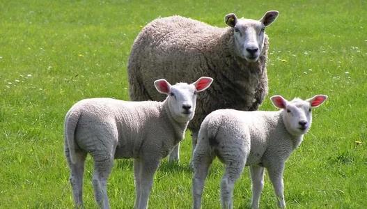 孝當(dāng)先高山牧場(chǎng)羊奶，全國(guó)羊乳加工樣板工廠生產(chǎn)！