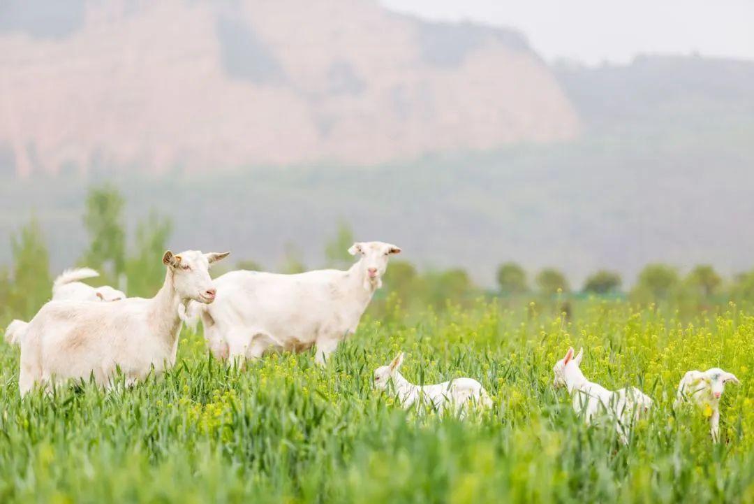 羊奶粉加盟 羊奶粉加盟