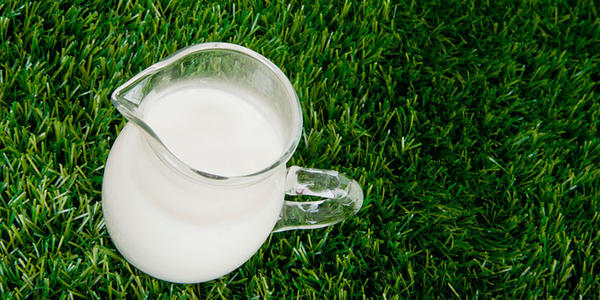 孝當(dāng)先羊奶粉 孝當(dāng)先羊奶粉